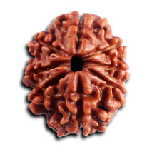 Load image into Gallery viewer, 8 Mukhi Nepalese Rudraksha - Bead No. 447
