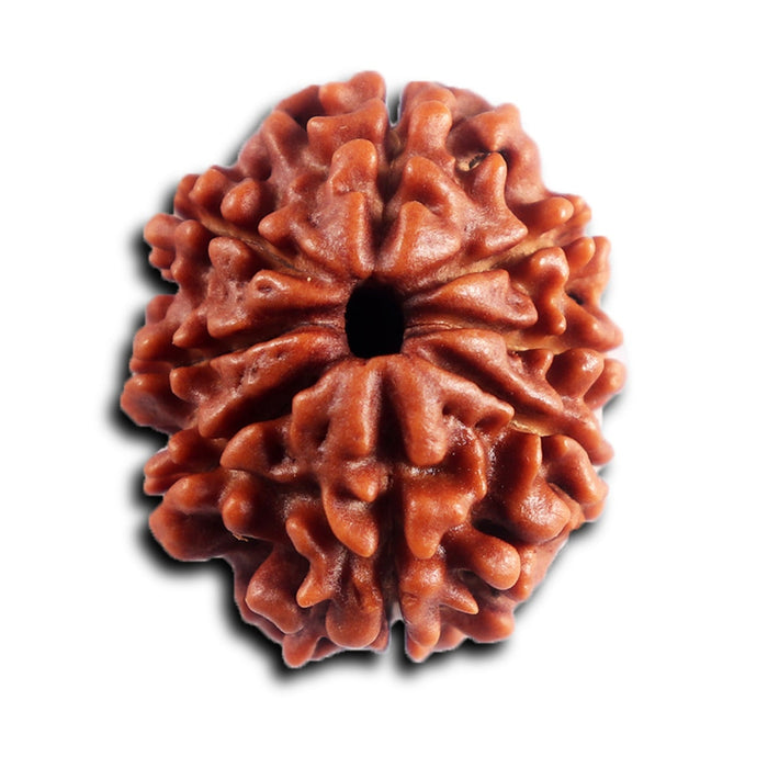 8 Mukhi Nepalese Rudraksha - Bead No. 457
