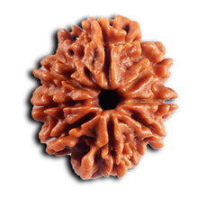 Load image into Gallery viewer, 8 Mukhi Nepalese Rudraksha - Bead No. 458
