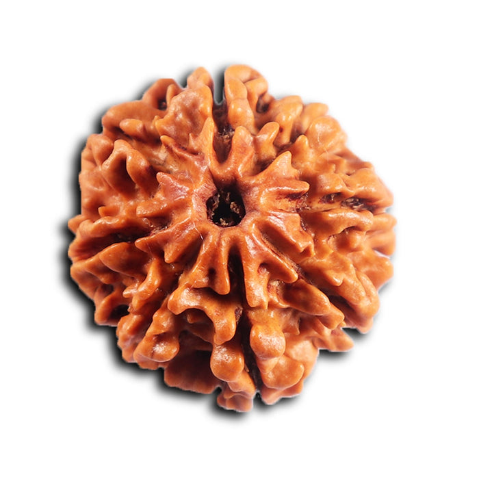 8 Mukhi Nepalese Rudraksha - Bead No.459