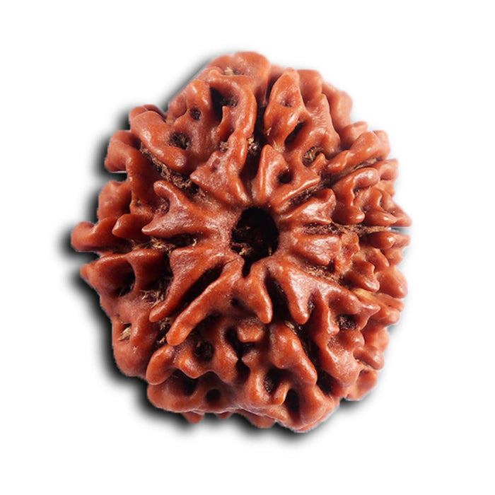 8 Mukhi Nepalese Rudraksha - Bead No. 461