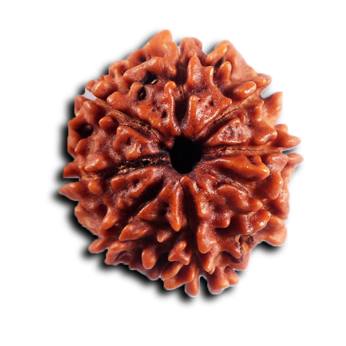 8 Mukhi Nepalese Rudraksha - Bead No. 462