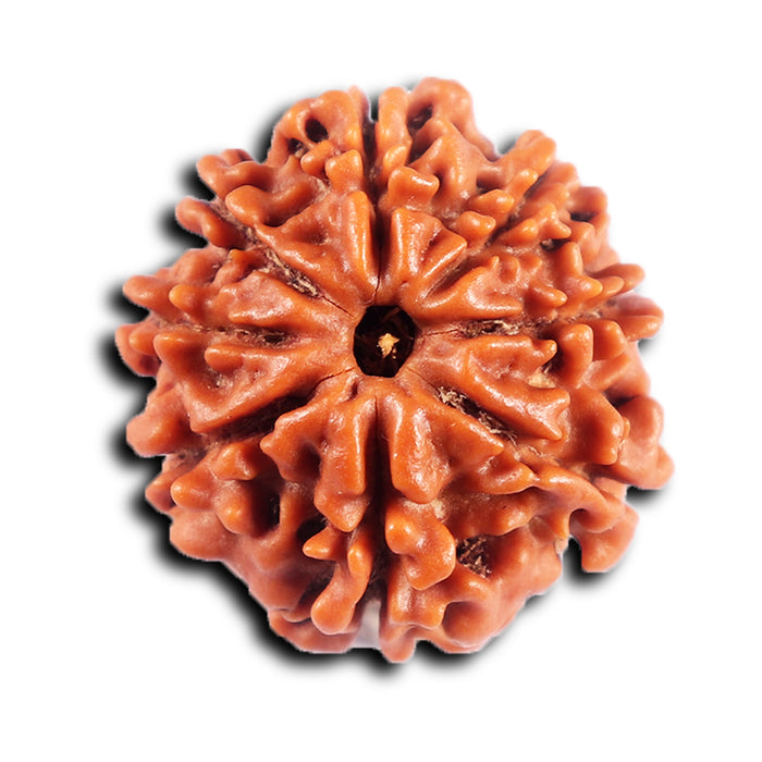 8 Mukhi Nepalese Rudraksha - Bead No. 421