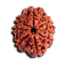 Load image into Gallery viewer, 8 Mukhi Nepalese Rudraksha - Bead No. 393
