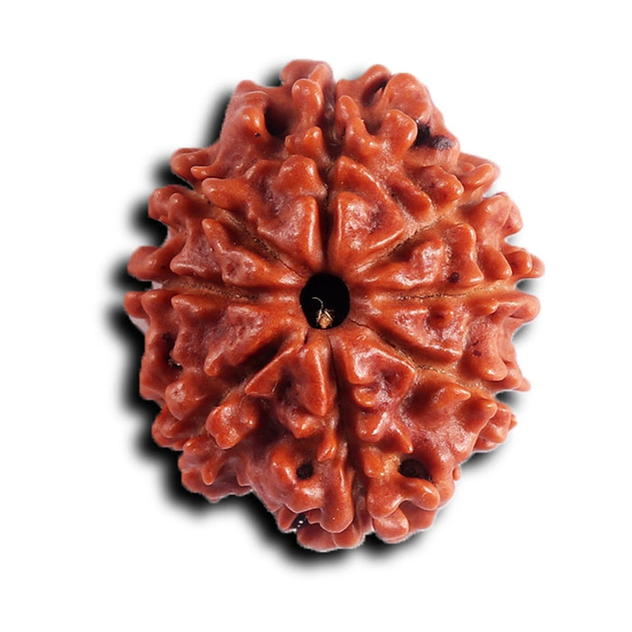 8 Mukhi Nepalese Rudraksha - Bead No. 393