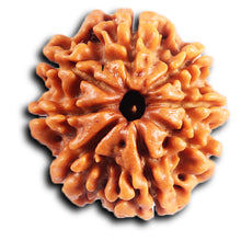 Load image into Gallery viewer, 8 Mukhi Nepalese Rudraksha - Bead No.408
