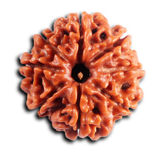 Load image into Gallery viewer, 8 Mukhi Nepalese Rudraksha - Bead No. 399
