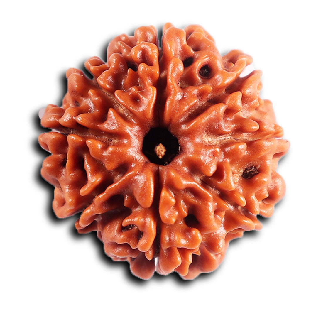 8 Mukhi Nepalese Rudraksha - Bead No. 399