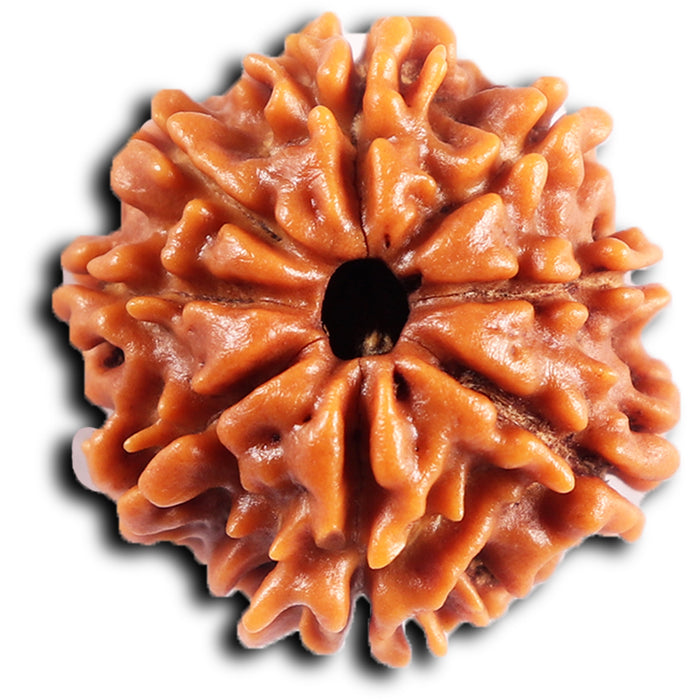 8 Mukhi Nepalese Rudraksha - Bead No. 401