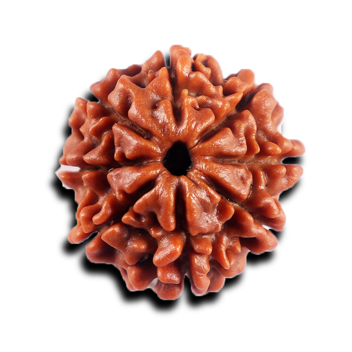 8 Mukhi Nepalese Rudraksha - Bead No. 435