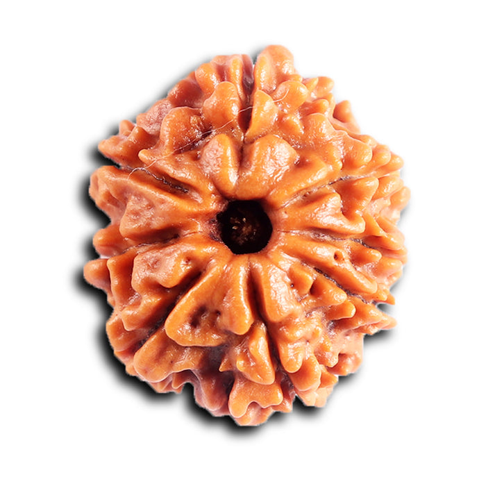 8 Mukhi Nepalese Rudraksha - Bead No. 431