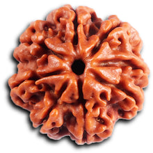 Load image into Gallery viewer, 8 Mukhi Nepalese Rudraksha - Bead No. 398
