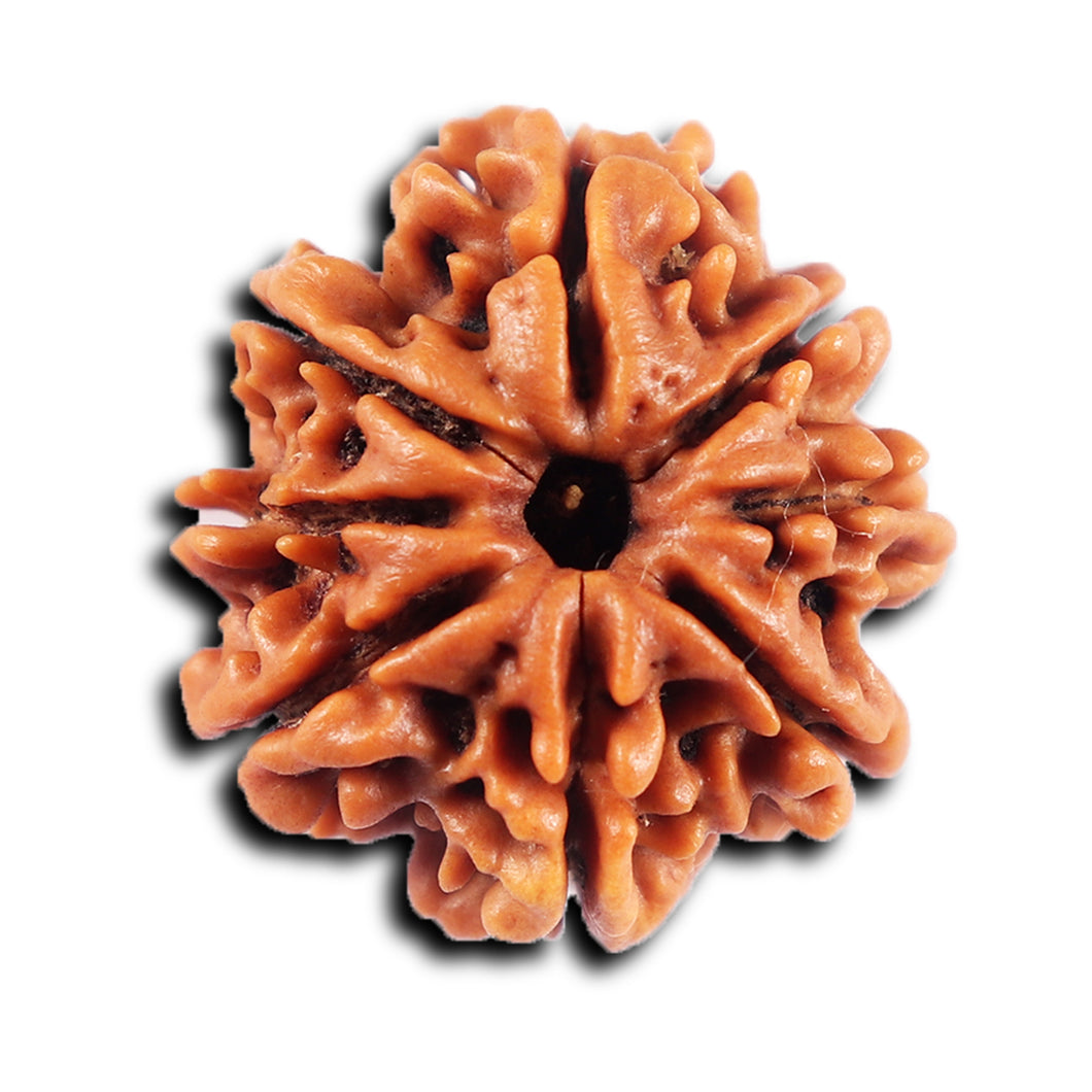 8 Mukhi Nepalese Rudraksha - Bead No.419