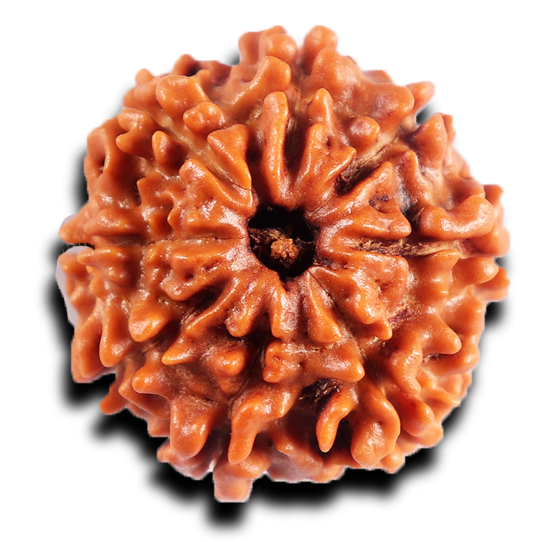 8 Mukhi Nepalese Rudraksha - Bead No.405