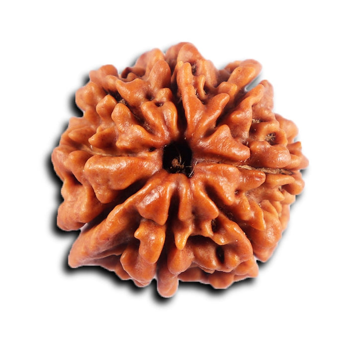 8 Mukhi Nepalese Ganesha  Rudraksha - Bead No.  436