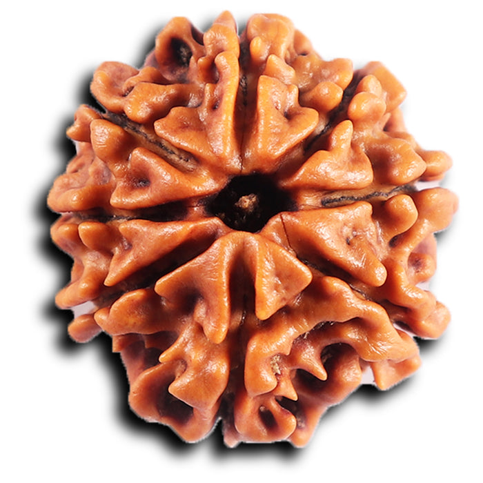8 Mukhi Nepalese Rudraksha - Bead No.416