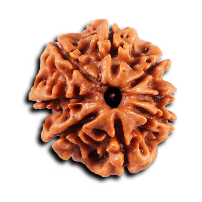 8 Mukhi Nepalese Rudraksha - Bead No. 434