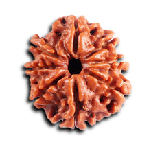 Load image into Gallery viewer, 8 Mukhi Nepalese Rudraksha - Bead No.406
