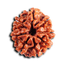 Load image into Gallery viewer, 8 Mukhi Nepalese Rudraksha - Bead No. 409
