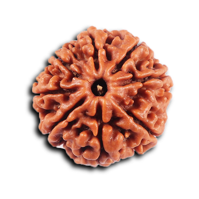 8 Mukhi Nepalese Rudraksha - Bead No. 422