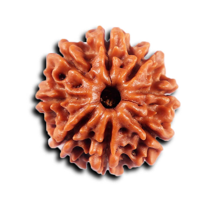 8 Mukhi Nepalese Rudraksha - Bead No. 425