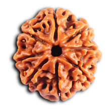Load image into Gallery viewer, 8 Mukhi Nepalese Rudraksha - Bead No.407
