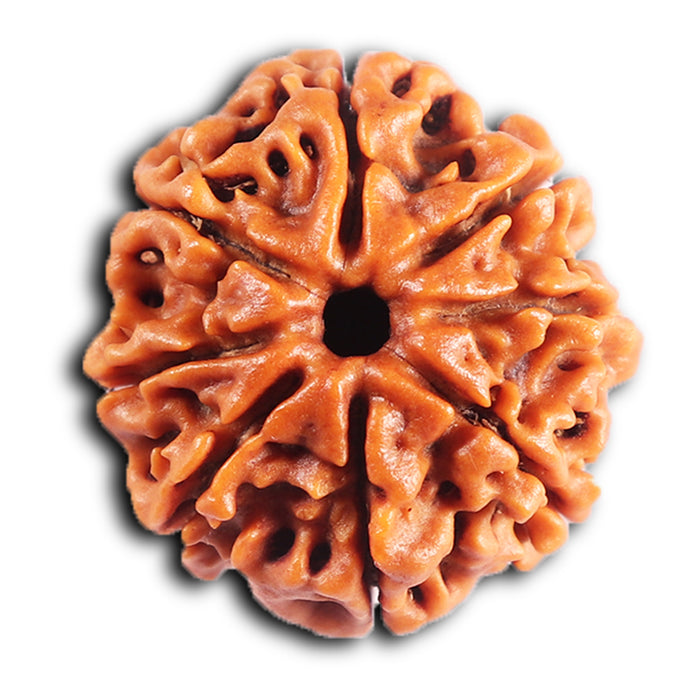 8 Mukhi Nepalese Rudraksha - Bead No.407