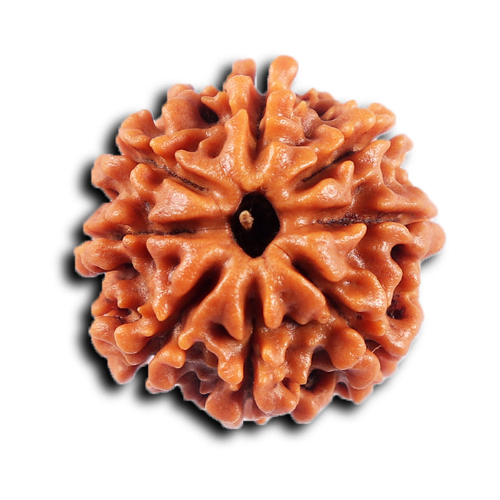 8 Mukhi Nepalese Rudraksha - Bead No. 427