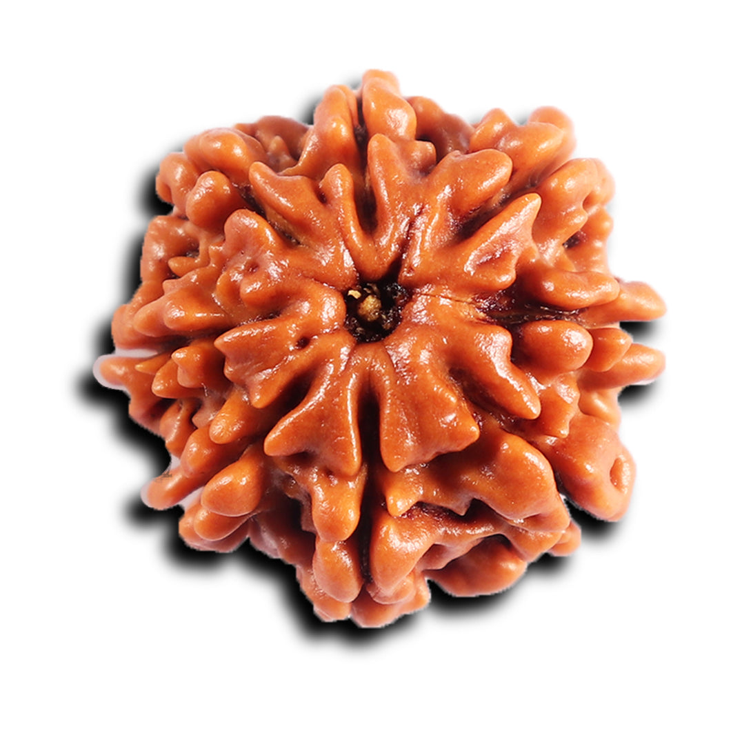 8 Mukhi Nepalese Rudraksha - Bead No. 403
