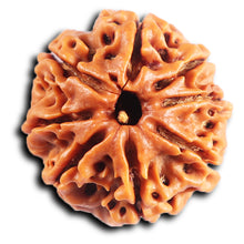 Load image into Gallery viewer, 8 Mukhi Nepalese Rudraksha - Bead No. 417
