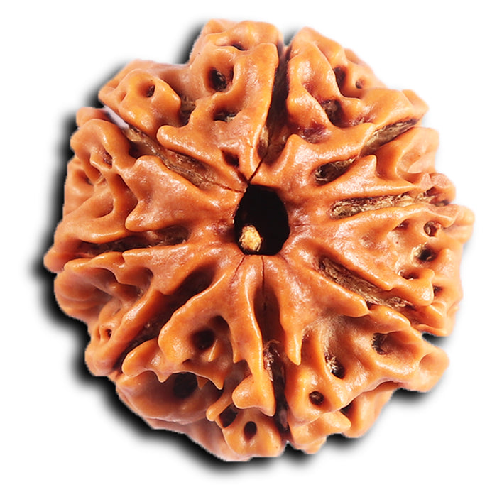 8 Mukhi Nepalese Rudraksha - Bead No. 417