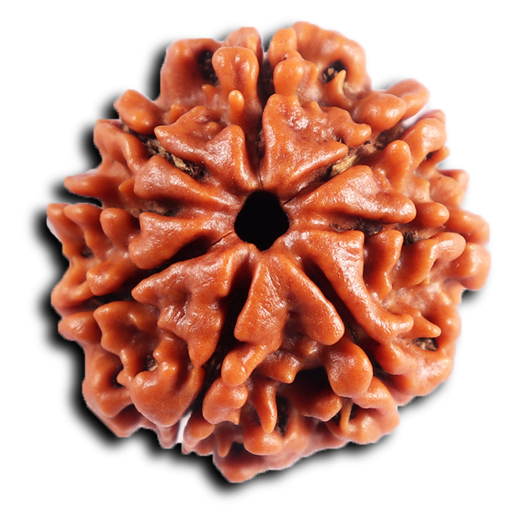 8 Mukhi Nepalese Rudraksha - Bead No. 414