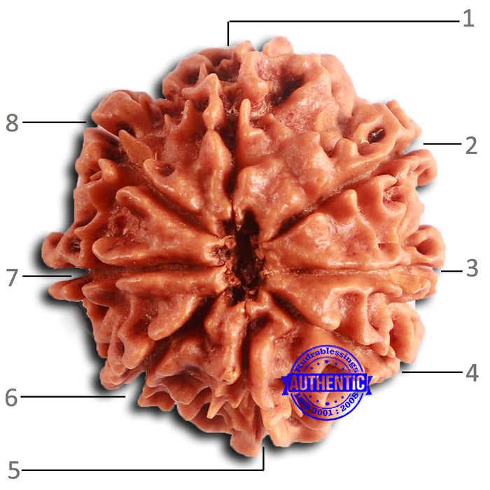 8 Mukhi Nepalese Rudraksha - Bead No. 386