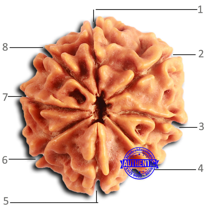 8 Mukhi Nepalese Rudraksha - Bead No. 387