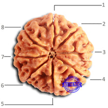 Load image into Gallery viewer, 8 Mukhi Nepalese Rudraksha - Bead No. 389
