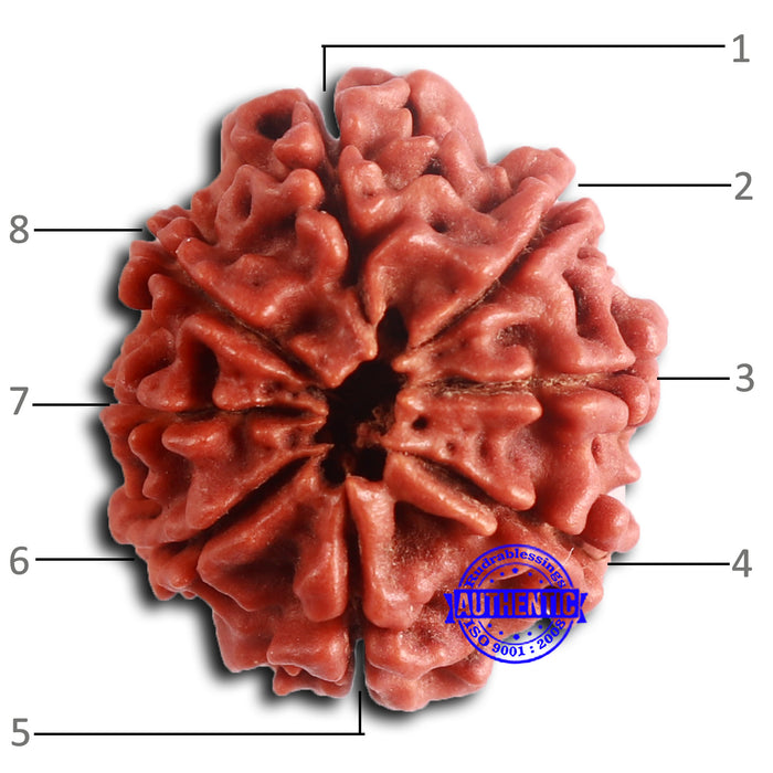 8 Mukhi Nepalese Rudraksha - Bead No. 391