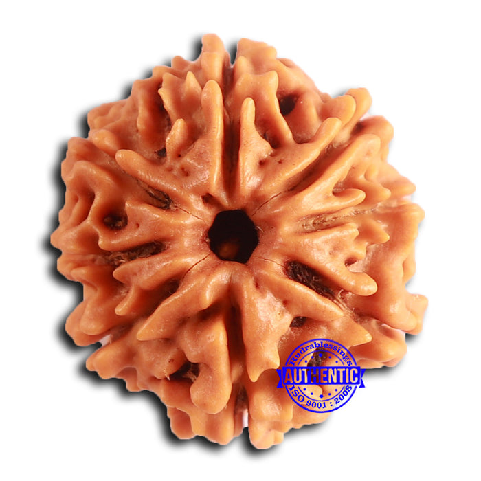 8 Mukhi Nepalese Rudraksha - Bead No. 385