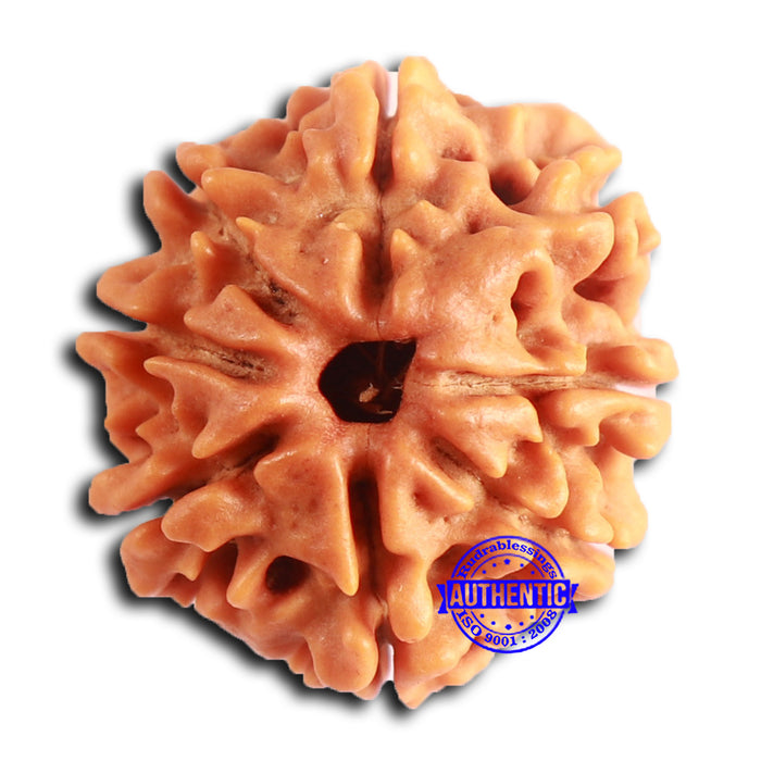 8 Mukhi Nepalese Rudraksha - Bead No. 387