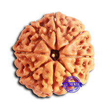 Load image into Gallery viewer, 8 Mukhi Nepalese Rudraksha - Bead No. 389
