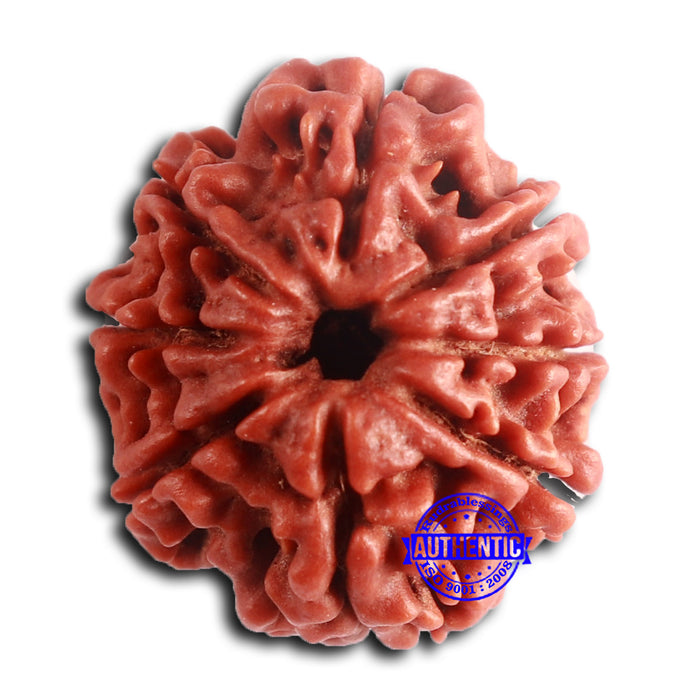 8 Mukhi Nepalese Rudraksha - Bead No. 391