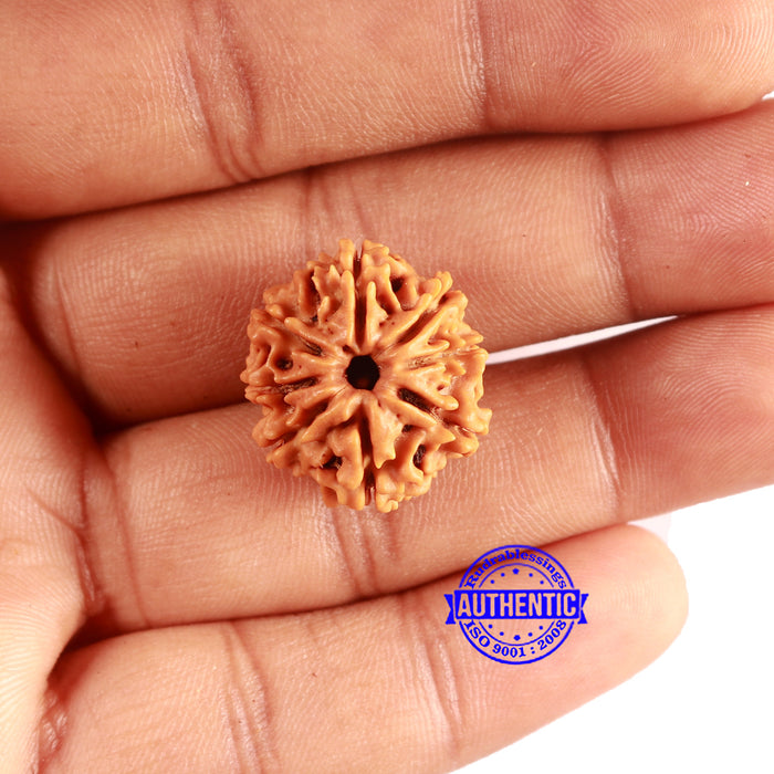 8 Mukhi Nepalese Rudraksha - Bead No. 385