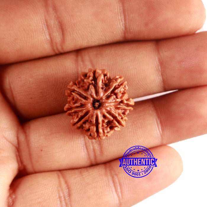 8 Mukhi Nepalese Rudraksha - Bead No. 386