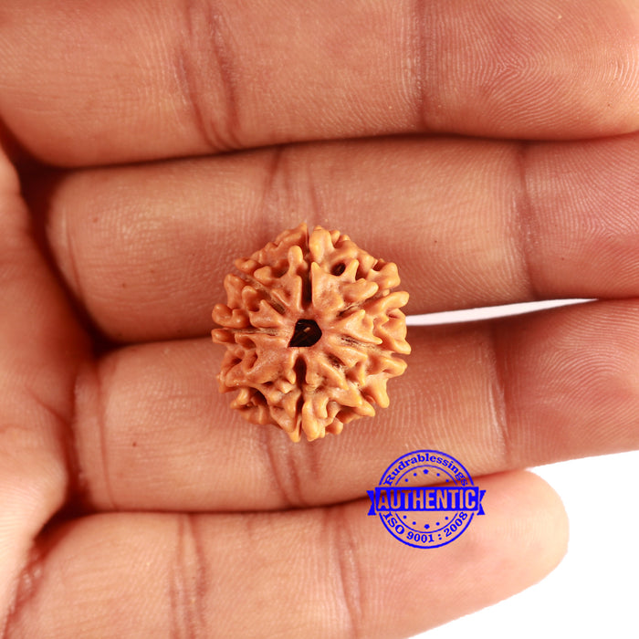 8 Mukhi Nepalese Rudraksha - Bead No. 387