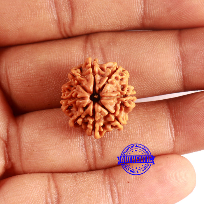 8 Mukhi Nepalese Rudraksha - Bead No. 388