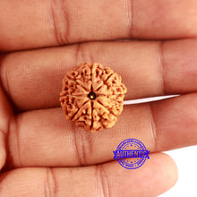 Load image into Gallery viewer, 8 Mukhi Nepalese Rudraksha - Bead No. 389
