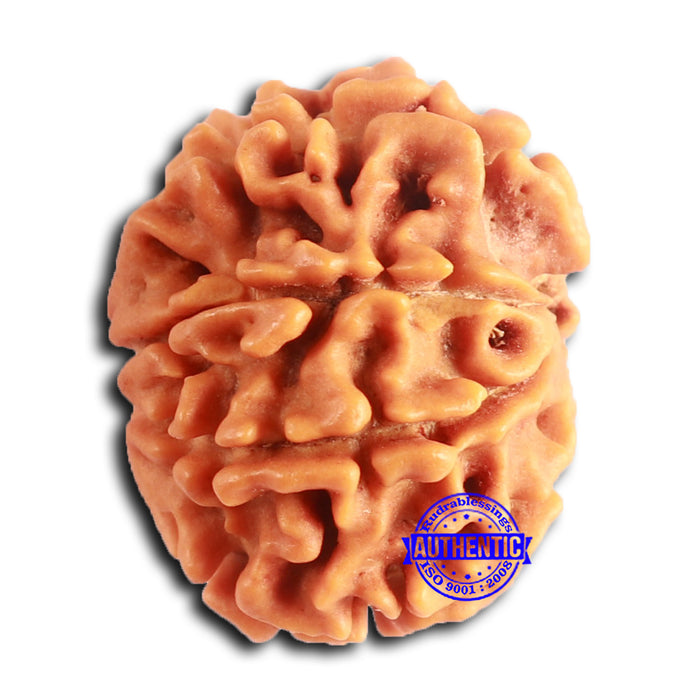 8 Mukhi Nepalese Rudraksha - Bead No. 387
