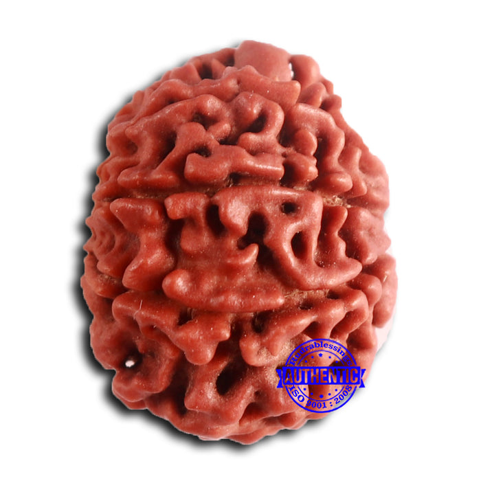 8 Mukhi Nepalese Rudraksha - Bead No. 391