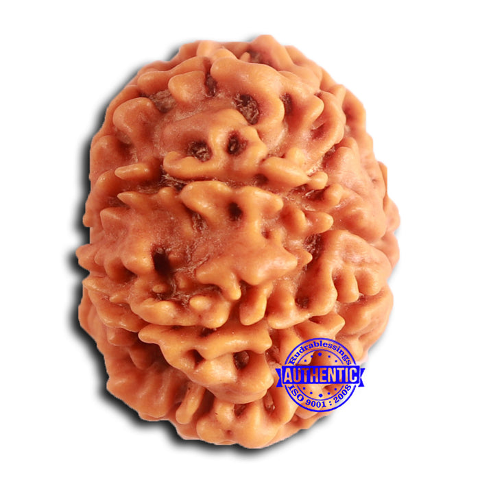 8 Mukhi Nepalese Rudraksha - Bead No. 388