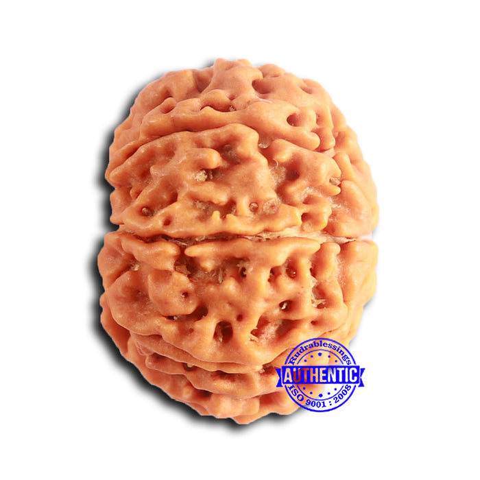 8 Mukhi Nepalese Rudraksha - Bead No. 389