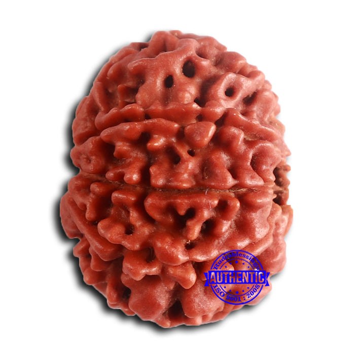 8 Mukhi Nepalese Rudraksha - Bead No. 391